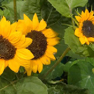 Sonnenblumen-Armtätowierung Mädchen